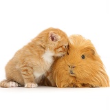 Ginger kitten, 5 weeks old, and Guinea pig