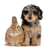Cute Daxiedoodle puppy and rabbit