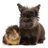 Elderly Lionhead rabbit and Guinea pig