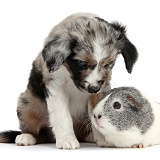 Mini American Shepherd puppy and Guinea pig