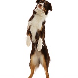 Red tricolour Mini American Shepherd standing up on hind legs