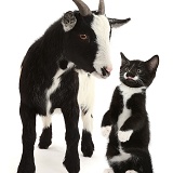 Pygmy goat and Black-and-white kitten