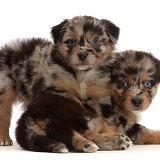 Two Mini American Shepherd puppies, 5 weeks old