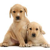 Two cute Yellow Labrador puppies lounging together