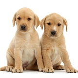 Two cute Yellow Labrador puppies sitting together