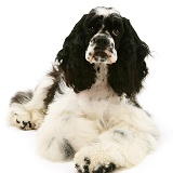 American Cocker Spaniel lying with head up