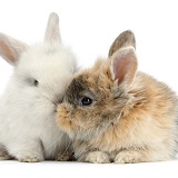 Two cute baby bunnies kissing