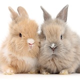 Two cute baby Lionhead bunnies sitting together