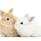 White and sandy baby bunnies kissing
