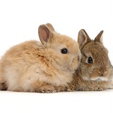 Two cute baby Netherland Dwarf rabbits