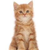Sweet little ginger kitten