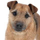Border Terrier-cross dog portrait