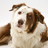 Brown-and-white Border Collie