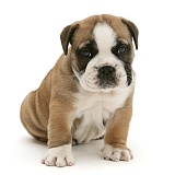 Bulldog pup