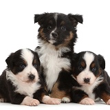Three Mini American Shepherd puppies of different ages