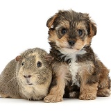 Yorkipoo pup, 6 weeks old, with Guinea pig