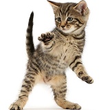 Tabby kitten dancing