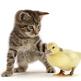 Tabby kitten looking and pawing at yellow duckling