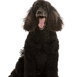 Black Poodle, 9 years old, yawning