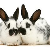 Pair of English spotted rabbits