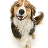 Border Collie dog smiling