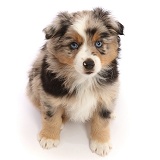 Mini American Shepherd puppy, 7 weeks old, sitting looking up