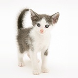 Grey-and-white kitten standing