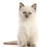 Ragdoll cross kitten, 8 weeks old, sitting