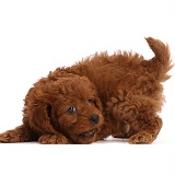 Playful Red Cavapoo puppy, 7 weeks old