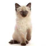 Ragdoll cross kitten, 8 weeks old, sitting