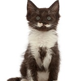 Black-and-white kitten, 8 weeks old, sitting