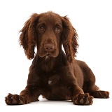 Chocolate working Cocker Spaniel puppy, 11 weeks old