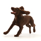 Chocolate working Cocker Spaniel puppy, running