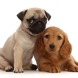 Dachshund puppy, and Pug puppy