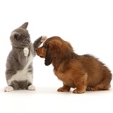 Dachshund puppy, with Ragdoll-cross kitten