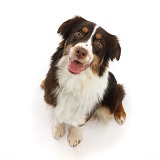 Red tricolour Mini American Shepherd