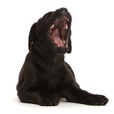 Black Labrador Retriever puppy, 6 weeks old, yawning