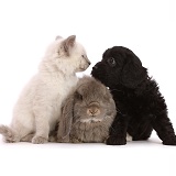 Black Cavapoo puppy, Ragdoll cross kitten & grey Lop rabbit
