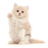 Cream Persian-cross kitten, 7 weeks old, with raised paw