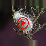 Emperor Moth caterpillar spinning its cocoon time lapse
