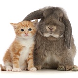 Grey Lop bunny with ginger kitten
