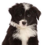 Black-and-white Mini American Shepherd puppy