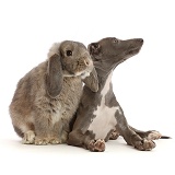 Grey Lop bunny with Blue Italian Greyhound puppy