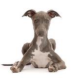 Blue Italian Greyhound puppy, 4 months old