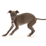 Blue Italian Greyhound puppy, 4 months old, turning