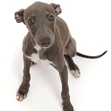Blue Italian Greyhound puppy, 4 months old, sitting looking up