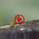 Brimstone Butterfly caterpillar hatching from egg time lapse