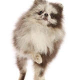 Merle Pomeranian puppy, standing with paw up