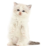 Persian-x-Ragdoll kitten, 7 weeks old