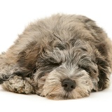 Cadoodle pup (Collie x Poodle) sleeping
